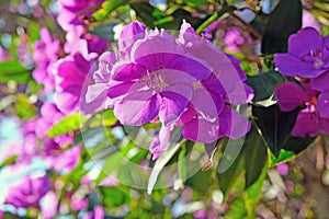 Beautiful flowering Tibouchina trees in sunset light in Centennial Park, Sydney, Australia