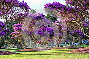 Beautiful flowering Tibouchina trees in sunset light in Centennial Park, Sydney, Australia