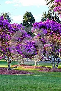 Beautiful flowering Tibouchina trees in sunset light in Centennial Park, Sydney, Australia