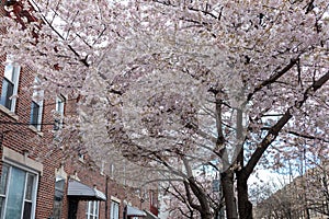 Beautiful Flowering Tree along a Row of Old Brick homes in Astoria Queens New York during Spring