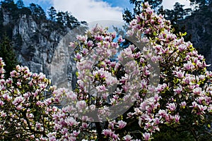 Beautiful flowering tree. Magnolia tree.