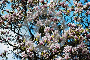 Beautiful flowering tree. Magnolia tree. Lots of flowers