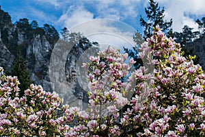 Beautiful flowering tree. Magnolias. Lots of flowers. The ridge of the mountain in the background