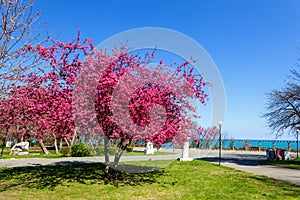 Beautiful flowering tree in the park of Burgas