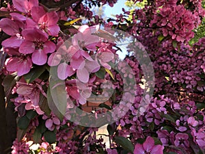 Beautiful flowering trees in the garden