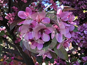 Beautiful flowering trees in the garden