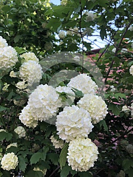 Beautiful flowering trees in the garden