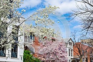 Beautiful Flowering Trees during Spring near Homes and Residential Buildings in Astoria Queens New York