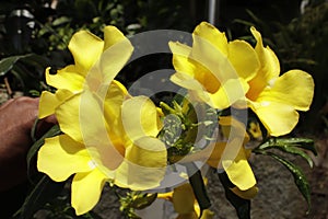 Yellow alamanda flowers that are blooming.