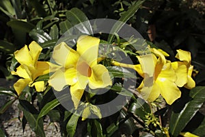 Yellow alamanda flowers that are blooming.