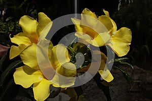 Yellow alamanda flowers that are blooming.