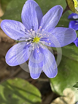 Beautiful flowering of violets in the forest. Background for writing text or advertising. Preservation of the environment.