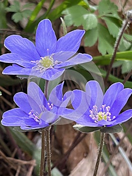 Beautiful flowering of violets in the forest. Preservation of the environment.