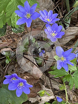 Beautiful flowering of violets in the forest. Preservation of the environment.