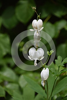Beautiful Flowering White Bleeding Heart in Bloom