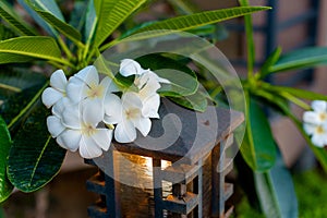 Beautiful flowering of white plumeria on a branch.