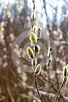 Beautiful flowering willow branch with flying bee. Blooming osier. Natural background. Spring concept