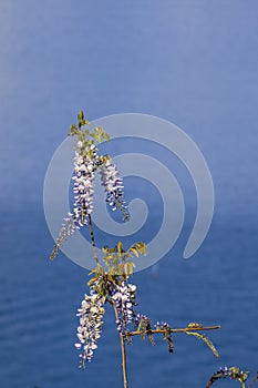 Beautiful Flowering Wisteria with blue background.(selective focus