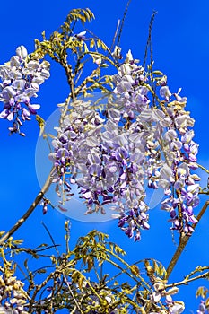 Beautiful Flowering Wisteria with blue background.(selective focus