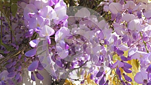 Beautiful flowering wisteria on a house in the city. Close-up view of purple flowers in spring