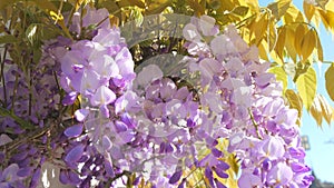 Beautiful flowering wisteria on a house in the city. Close-up view of purple flowers in spring