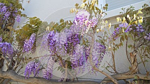 Beautiful flowering wisteria on a house in the city. Close-up view of purple flowers in spring