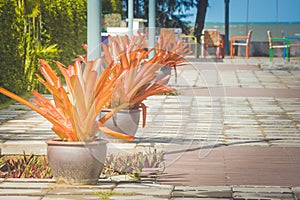 Beautiful flowerpot on concrete floor in outdoor garden.