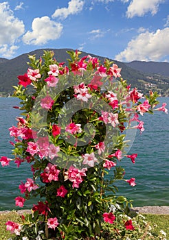 Beautiful flowerpot with mandevilla red and pink