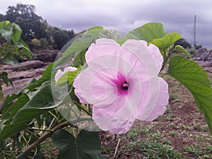 Beautiful Flowers