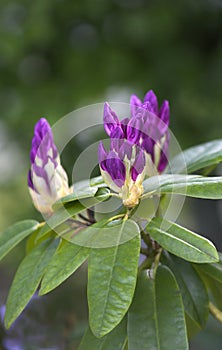 Beautiful flowers