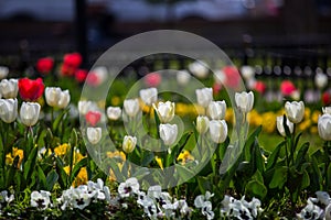 Beautiful flowers adorn the parks and streets of big cities,first spring days, sunny days, spicy flowers
