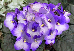 Beautiful flowers of African-Violet `Maxi Besar Blue White`