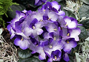 Beautiful flowers of African-Violet `Maxi Besar Blue White`