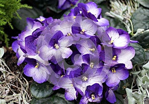 Beautiful flowers of African-Violet `Maxi Besar Blue White` photo