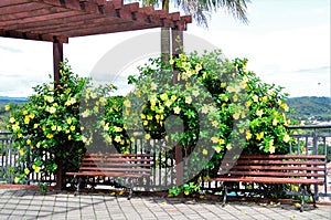 The beautiful flowers of Allamanda cathartica at the viewpoint of Guararema