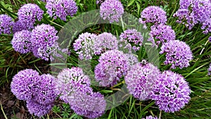 Beautiful flowers, Allium Millenium photo