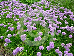 Beautiful flowers, Allium Millenium photo