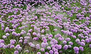 Beautiful flowers, Allium Millenium photo