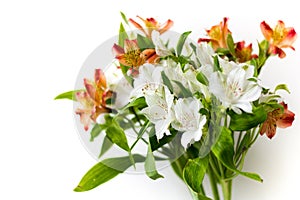 Beautiful flowers Alstroemeria white red maroon