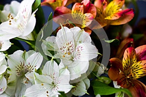 Beautiful flowers Alstroemeria white red maroon photo