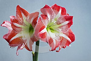 Beautiful flowers amaryllis bloom in spring