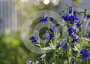 Beautiful flowers. Aquilegia, herbaceous perennials. Blue, purple inflorescences 2