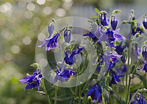 Beautiful flowers. Aquilegia, herbaceous perennials. Blue, purple inflorescences