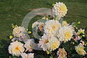 Beautiful flowers in Aru Valley, Pahalgam, Kashmir, India