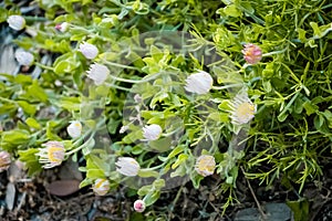 Beautiful spring elements in nature background