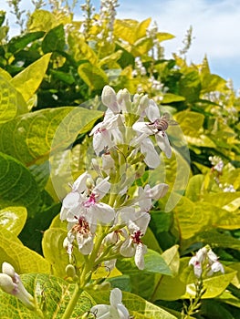 beautiful flowers attract bees to come