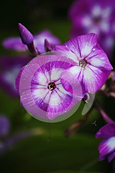 Beautiful flowers in the autumn garden. five-petal white purple flowers of Phlox.