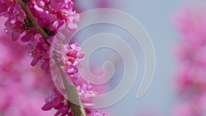 Beautiful Flowers Background. The Deep Pink Flowers. Purple Flowers On The Twigs. Close up.