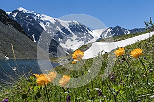 Beautiful flowers on the background of a mountain lake and snowy peaks in the high mountains of Altai. Wildlife of Siberia in Russ
