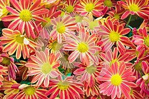 Beautiful flowers background with red and Yellow chrysanthemum